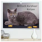 Britisch Kurzhaar Katzen (hochwertiger Premium Wandkalender 2025 DIN A2 quer), Kunstdruck in Hochglanz