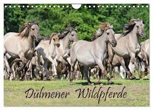 Dülmener Wildpferde (Wandkalender 2025 DIN A4 quer), CALVENDO Monatskalender