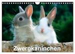 Zwergkaninchen (Wandkalender 2025 DIN A4 quer), CALVENDO Monatskalender