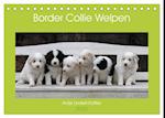 Border Collie Welpen (Tischkalender 2025 DIN A5 quer), CALVENDO Monatskalender