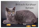 Britisch Kurzhaar Katzen (Wandkalender 2025 DIN A2 quer), CALVENDO Monatskalender