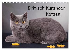 Britisch Kurzhaar Katzen (Wandkalender 2025 DIN A3 quer), CALVENDO Monatskalender