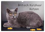 Britisch Kurzhaar Katzen (Wandkalender 2025 DIN A3 quer), CALVENDO Monatskalender