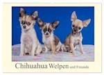 Chihuahua Welpen und Freunde (Wandkalender 2025 DIN A2 quer), CALVENDO Monatskalender