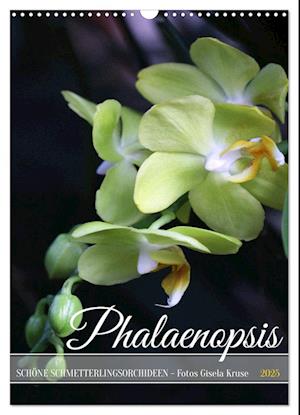 Phalaenopsis - Schöne Schmetterlingsorchideen (Wandkalender 2025 DIN A3 hoch), CALVENDO Monatskalender