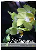 Phalaenopsis - Schöne Schmetterlingsorchideen (Wandkalender 2025 DIN A3 hoch), CALVENDO Monatskalender
