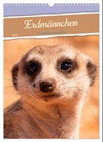 Erdmännchen - Eine Kolonie in der Kalahari (Wandkalender 2025 DIN A3 hoch), CALVENDO Monatskalender