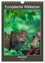 Europäische Wildkatzen - Jahresplaner (Wandkalender 2025 DIN A4 hoch), CALVENDO Monatskalender