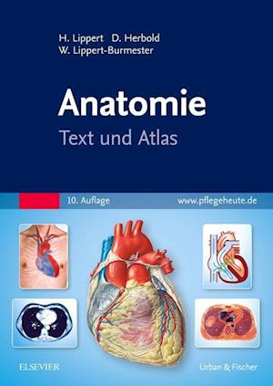 Anatomie