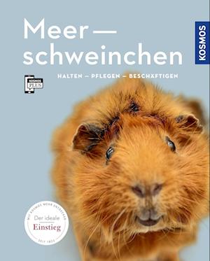 Meerschweinchen