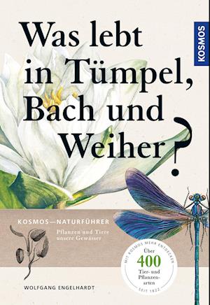 Was lebt in Tümpel, Bach und Weiher?