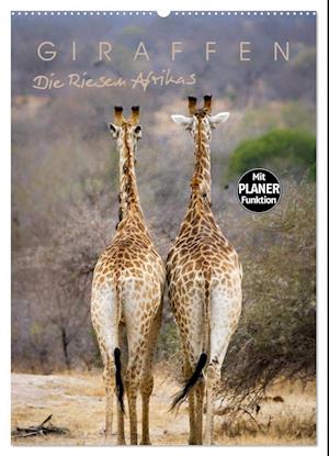 Giraffen - Die Riesen Afrikas (Wandkalender 2025 DIN A2 hoch), CALVENDO Monatskalender