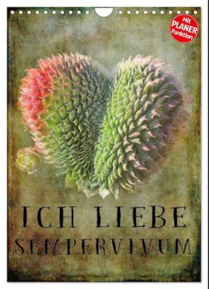 Ich liebe Sempervivum (Wandkalender 2025 DIN A4 hoch), CALVENDO Monatskalender