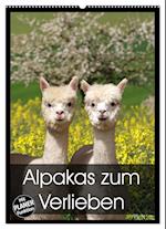 Alpakas zum Verlieben (Wandkalender 2025 DIN A2 hoch), CALVENDO Monatskalender