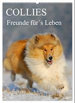 Collies - Freunde für´s Leben (Wandkalender 2025 DIN A2 hoch), CALVENDO Monatskalender