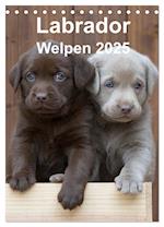 Labrador Welpen (Tischkalender 2025 DIN A5 hoch), CALVENDO Monatskalender