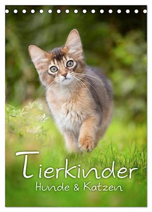 Tierkinder Hunde und Katzen (Tischkalender 2025 DIN A5 hoch), CALVENDO Monatskalender