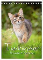 Tierkinder Hunde und Katzen (Tischkalender 2025 DIN A5 hoch), CALVENDO Monatskalender