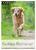 Golden Retriever (Tischkalender 2025 DIN A5 hoch), CALVENDO Monatskalender