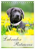 Labrador Retriever (Tischkalender 2025 DIN A5 hoch), CALVENDO Monatskalender