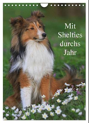 Mit Shelties durchs Jahr (Wandkalender 2025 DIN A4 hoch), CALVENDO Monatskalender