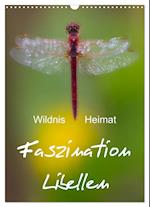 Faszination Libellen - Wildnis Heimat (Wandkalender 2025 DIN A3 hoch), CALVENDO Monatskalender