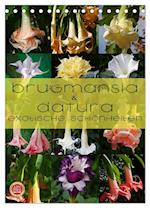 Brugmansia & Datura - Exotische Schönheiten (Tischkalender 2025 DIN A5 hoch), CALVENDO Monatskalender