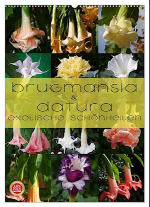 Brugmansia & Datura - Exotische Schönheiten (Wandkalender 2025 DIN A2 hoch), CALVENDO Monatskalender