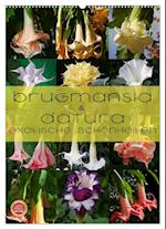 Brugmansia & Datura - Exotische Schönheiten (Wandkalender 2025 DIN A2 hoch), CALVENDO Monatskalender