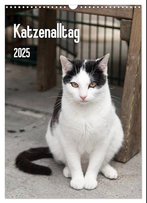 Katzenalltag 2025 (Wandkalender 2025 DIN A3 hoch), CALVENDO Monatskalender