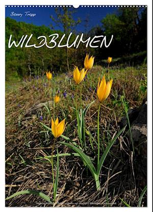 WILDBLUMEN (Wandkalender 2025 DIN A2 hoch), CALVENDO Monatskalender