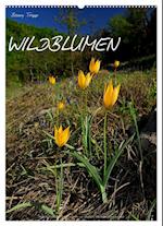 WILDBLUMEN (Wandkalender 2025 DIN A2 hoch), CALVENDO Monatskalender