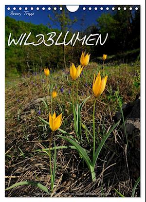 WILDBLUMEN (Wandkalender 2025 DIN A4 hoch), CALVENDO Monatskalender