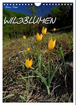 WILDBLUMEN (Wandkalender 2025 DIN A4 hoch), CALVENDO Monatskalender