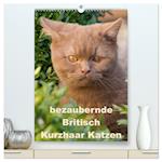 bezaubernde Britisch Kurzhaar Katzen (hochwertiger Premium Wandkalender 2025 DIN A2 hoch), Kunstdruck in Hochglanz