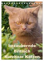 bezaubernde Britisch Kurzhaar Katzen (Tischkalender 2025 DIN A5 hoch), CALVENDO Monatskalender