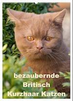 bezaubernde Britisch Kurzhaar Katzen (Wandkalender 2025 DIN A2 hoch), CALVENDO Monatskalender