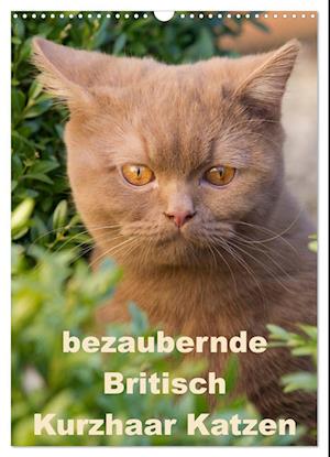 bezaubernde Britisch Kurzhaar Katzen (Wandkalender 2025 DIN A3 hoch), CALVENDO Monatskalender