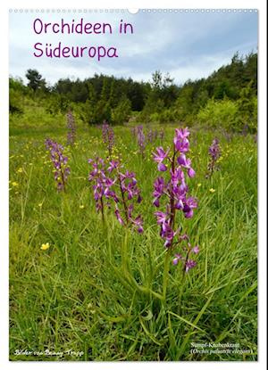 Orchideen in Südeuropa (Wandkalender 2025 DIN A2 hoch), CALVENDO Monatskalender