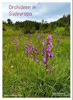 Orchideen in Südeuropa (Wandkalender 2025 DIN A2 hoch), CALVENDO Monatskalender