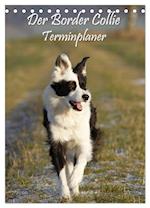 Der Border Collie Terminplaner (Tischkalender 2025 DIN A5 hoch), CALVENDO Monatskalender