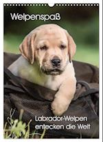 Welpenspaß - Labrador Welpen entdecken die Welt (Wandkalender 2025 DIN A3 hoch), CALVENDO Monatskalender