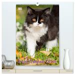 Britisch Langhaar Katzen (hochwertiger Premium Wandkalender 2025 DIN A2 hoch), Kunstdruck in Hochglanz
