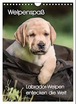 Welpenspaß - Labrador Welpen entdecken die Welt (Wandkalender 2025 DIN A4 hoch), CALVENDO Monatskalender