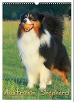 Australian Shepherd (Wandkalender 2025 DIN A3 hoch), CALVENDO Monatskalender