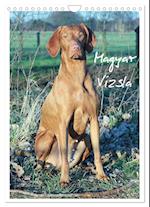 Magyar Vizsla (Wandkalender 2025 DIN A4 hoch), CALVENDO Monatskalender