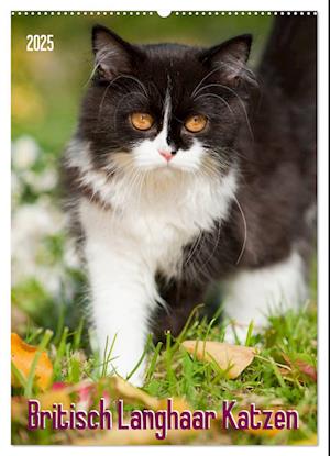 Britisch Langhaar Katzen (Wandkalender 2025 DIN A2 hoch), CALVENDO Monatskalender