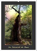 Das Seelenlicht der Bäume (Wandkalender 2025 DIN A2 hoch), CALVENDO Monatskalender
