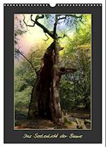 Das Seelenlicht der Bäume (Wandkalender 2025 DIN A3 hoch), CALVENDO Monatskalender
