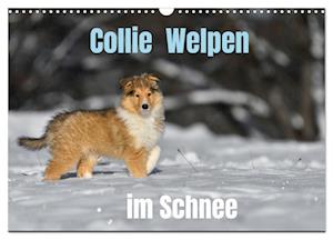 Collie Welpen im Schnee (Wandkalender 2025 DIN A3 quer), CALVENDO Monatskalender